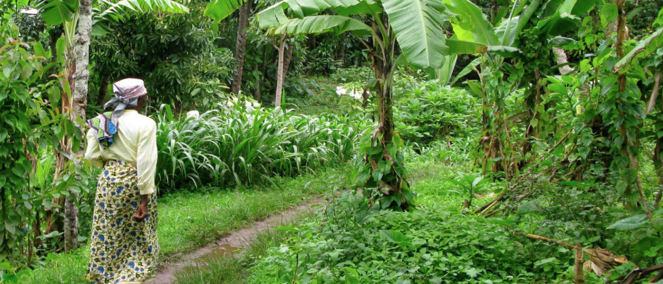 Cutting a Path To Prosperity
